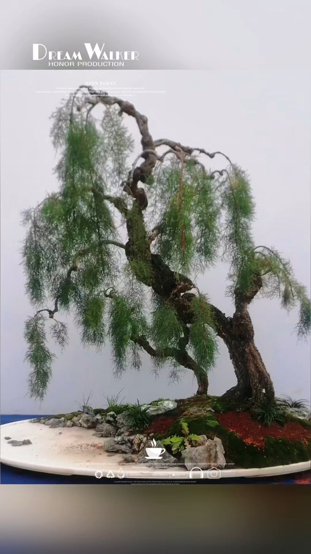沭阳花木节盆景（赵小走摄）