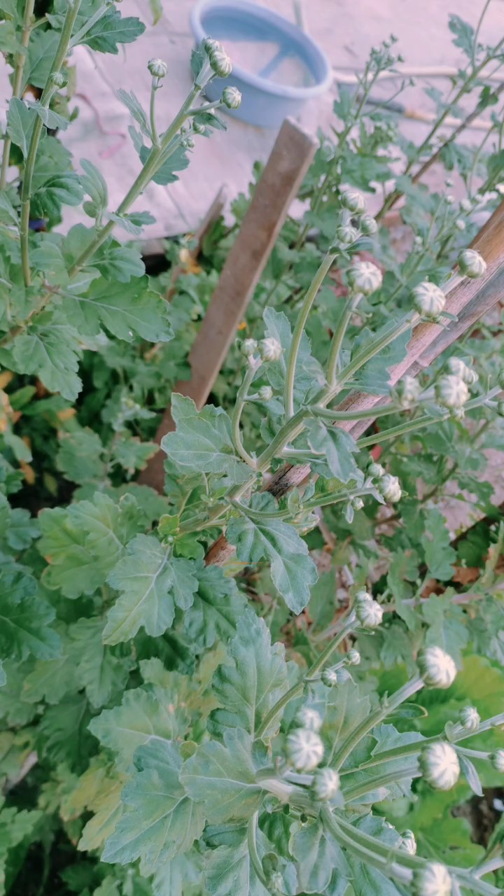农家小院的菊花，花苞挂满枝头待绽放