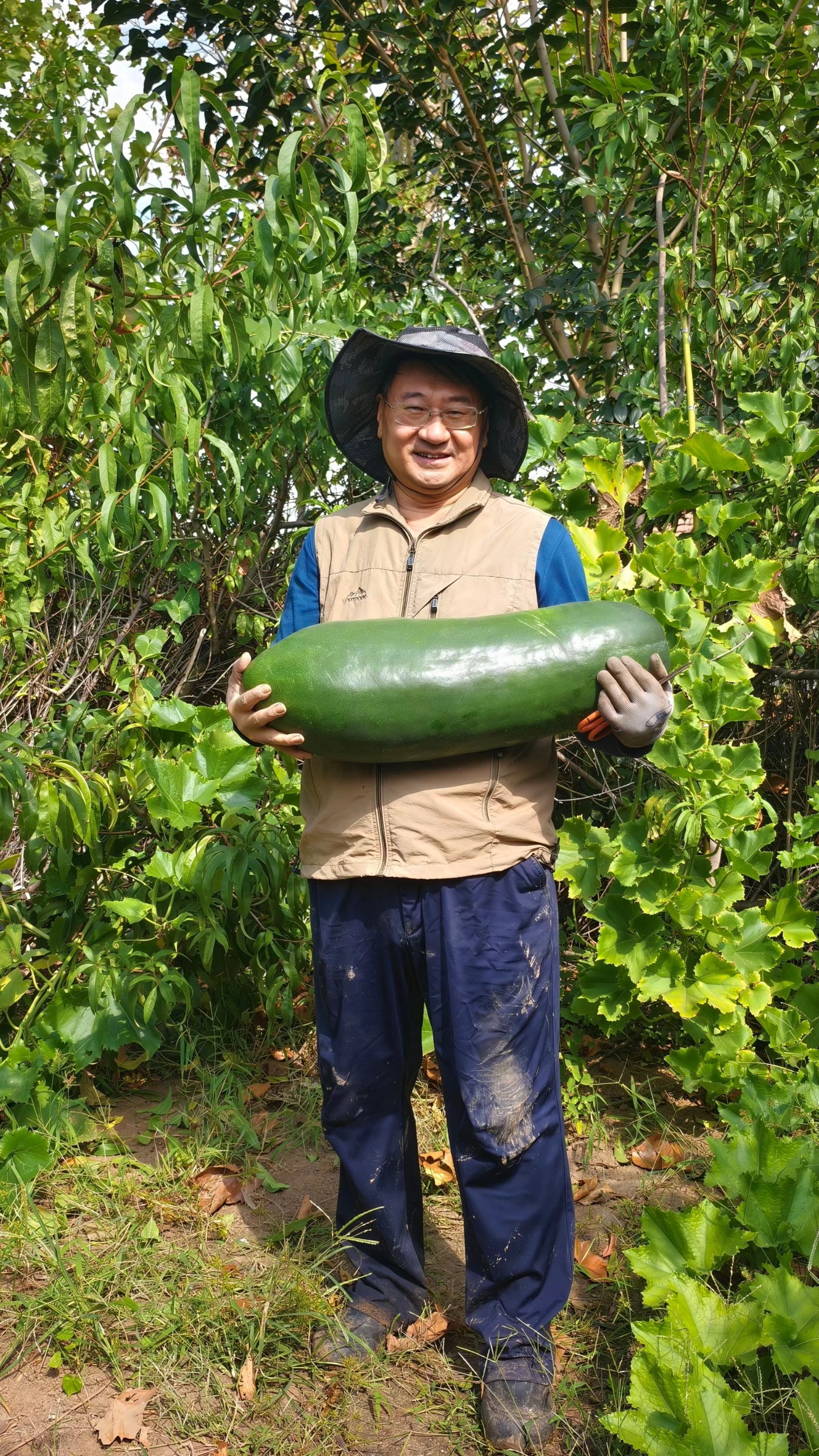 春种秋收，采摘冬瓜（青岛/黄迪声）