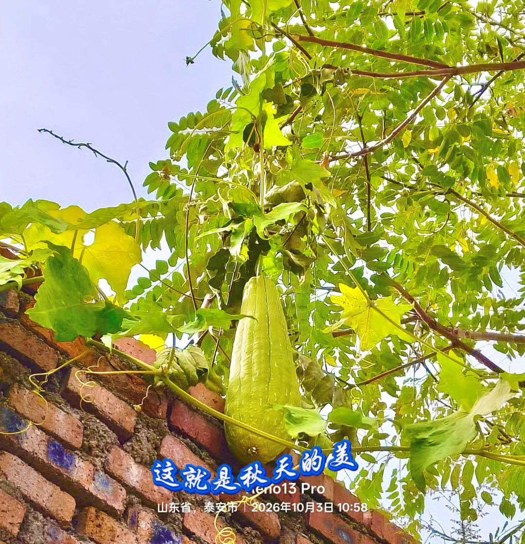 散步随拍秋天的景色