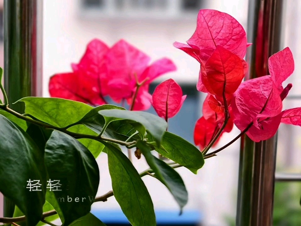 最爱三角梅