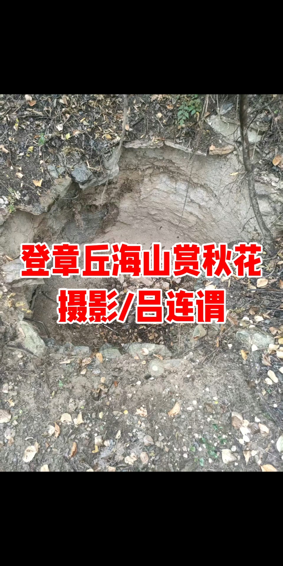 登章丘海山赏秋花/摄影/吕连谓