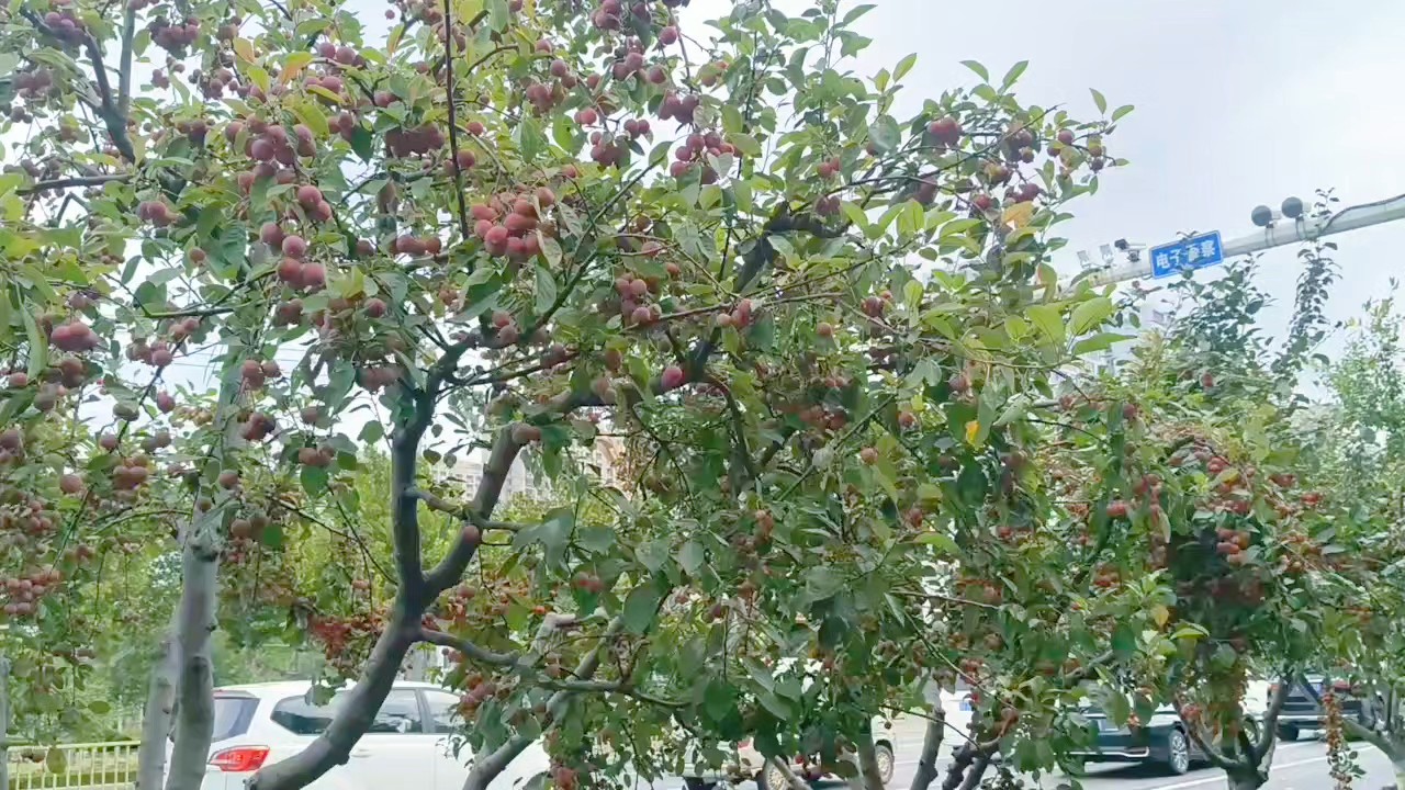海棠果似玛瑙红，绿叶微风摇秋光。