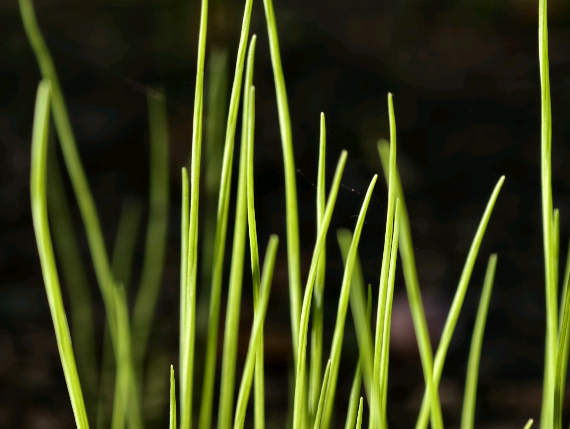 河边“小野蒜”身披晨光生机一片（高军摄影）


