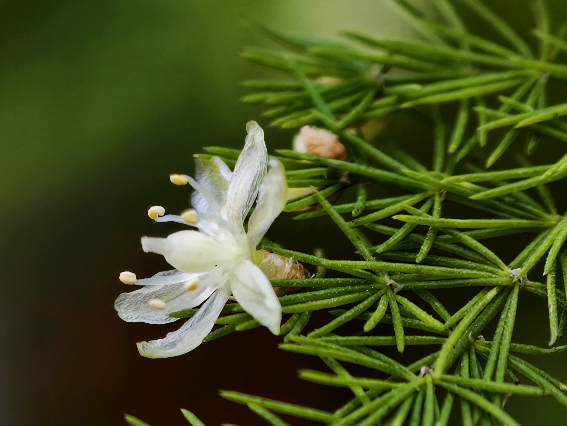 

文竹花儿淡白绿色小花俏（高军摄影）