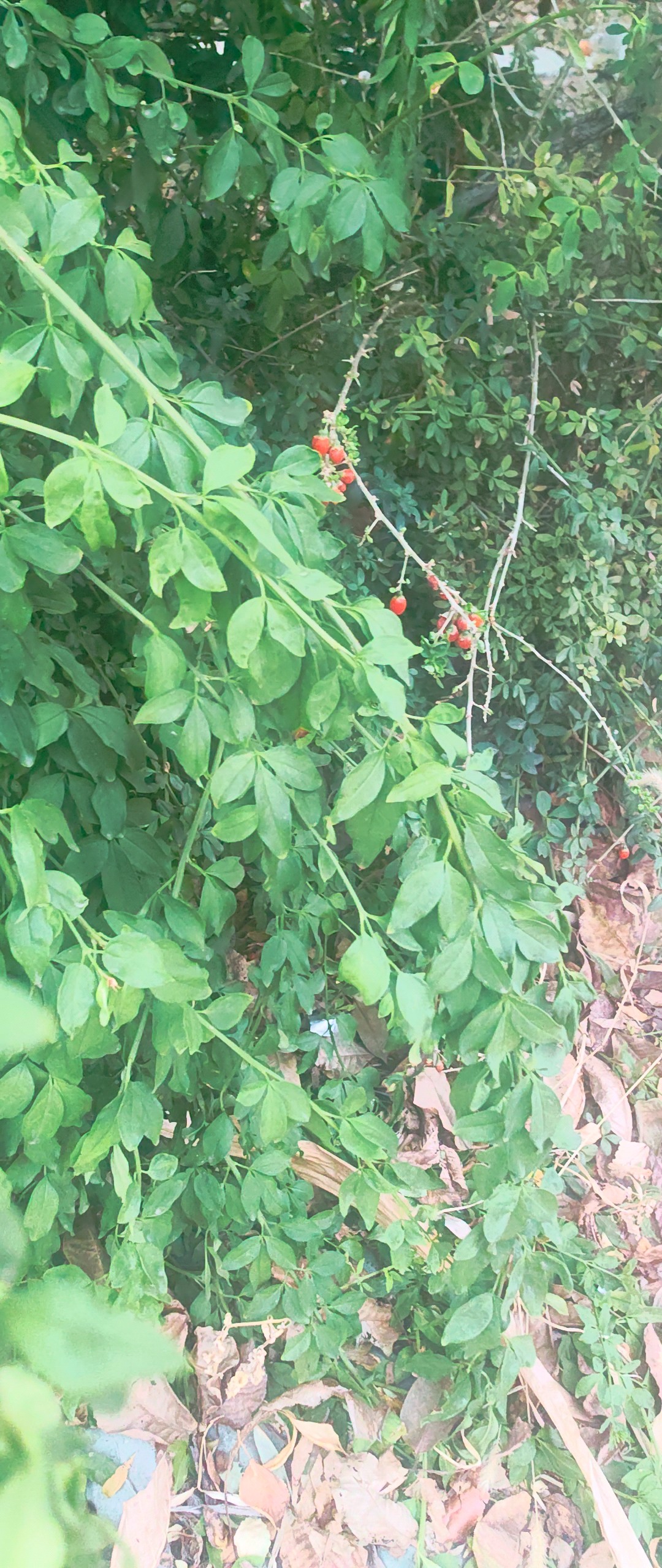 随手拍：藏不住的枸杞