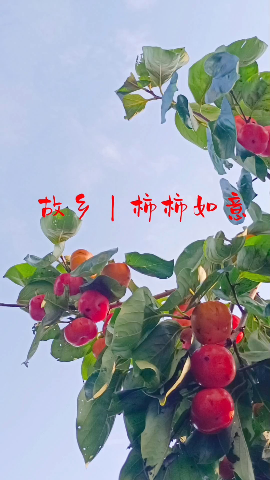 秋意浓浓，硕果累累，自是柿柿如意。