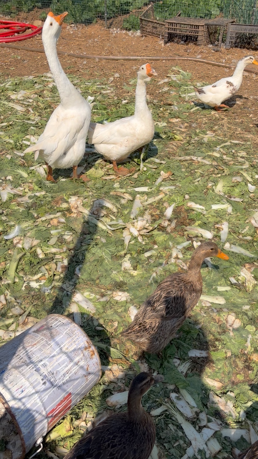 曲项向天歌