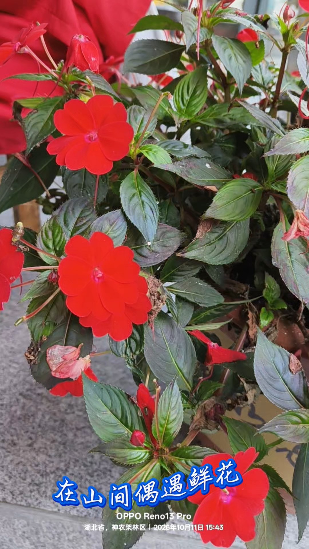 山间偶遇鲜花