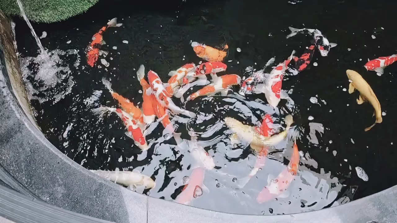 见者好运