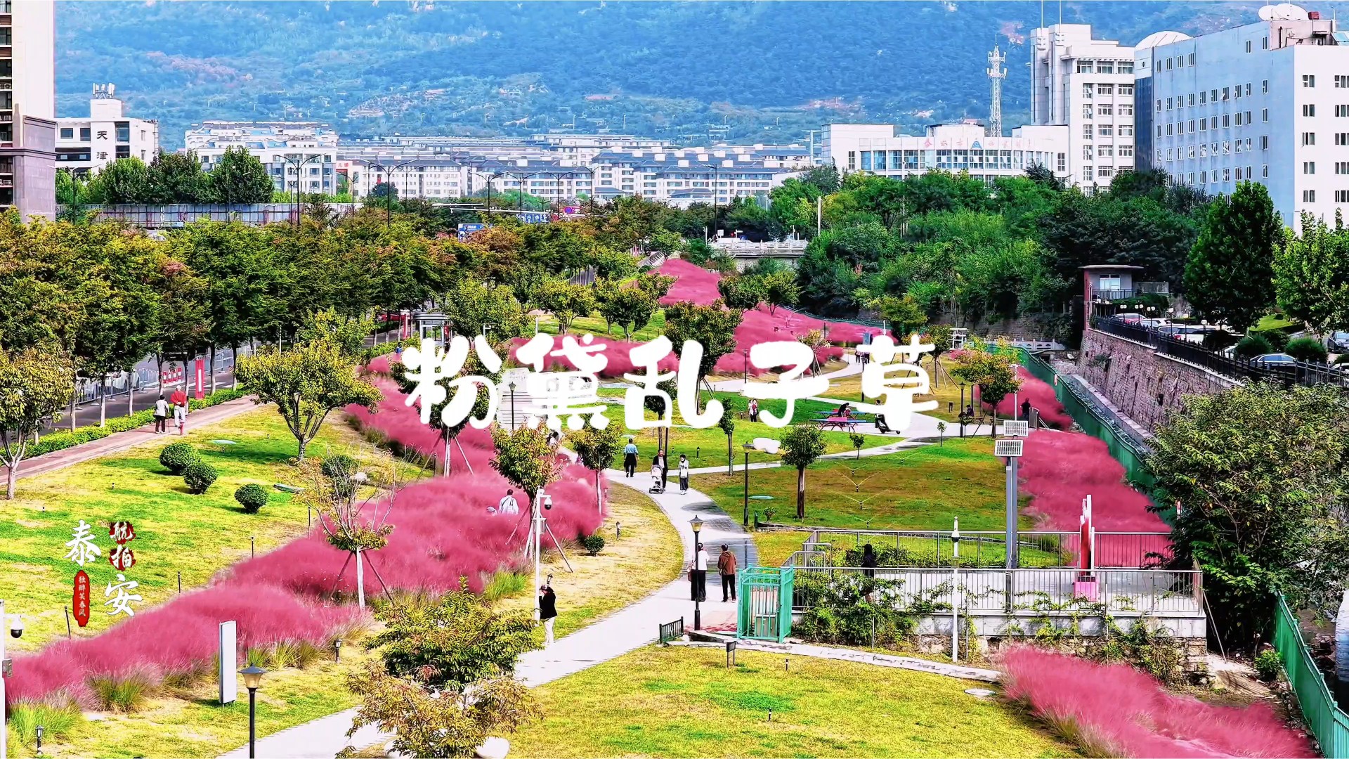 泰安粉黛如烟似霞,秋风轻拂,漫卷一城温柔浪漫/亓永国