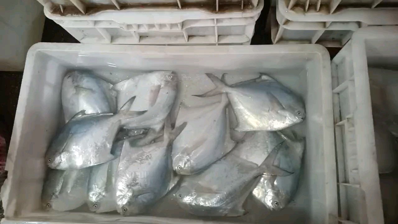今日海鲜量大新鲜度好，往后海鲜越来越好吃