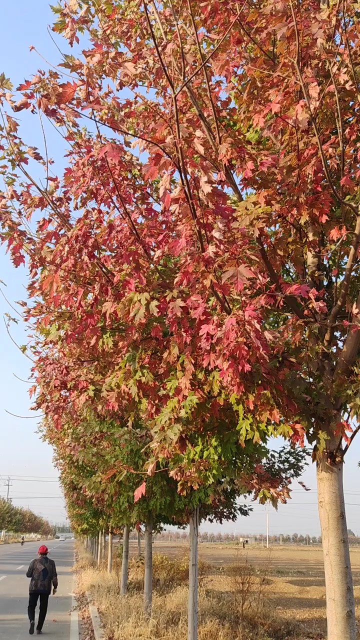 乡村路边枫叶红了