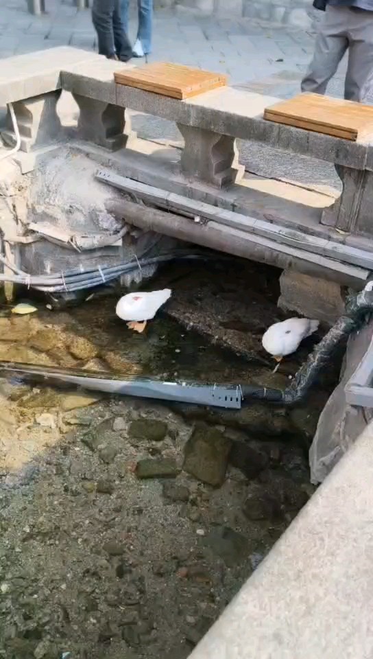 高升桥下泉水叮咚响。