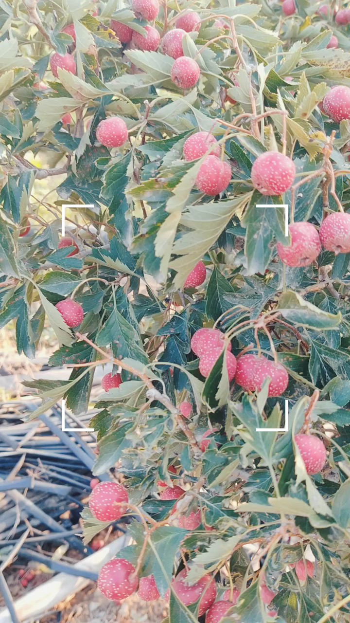 山楂树之恋