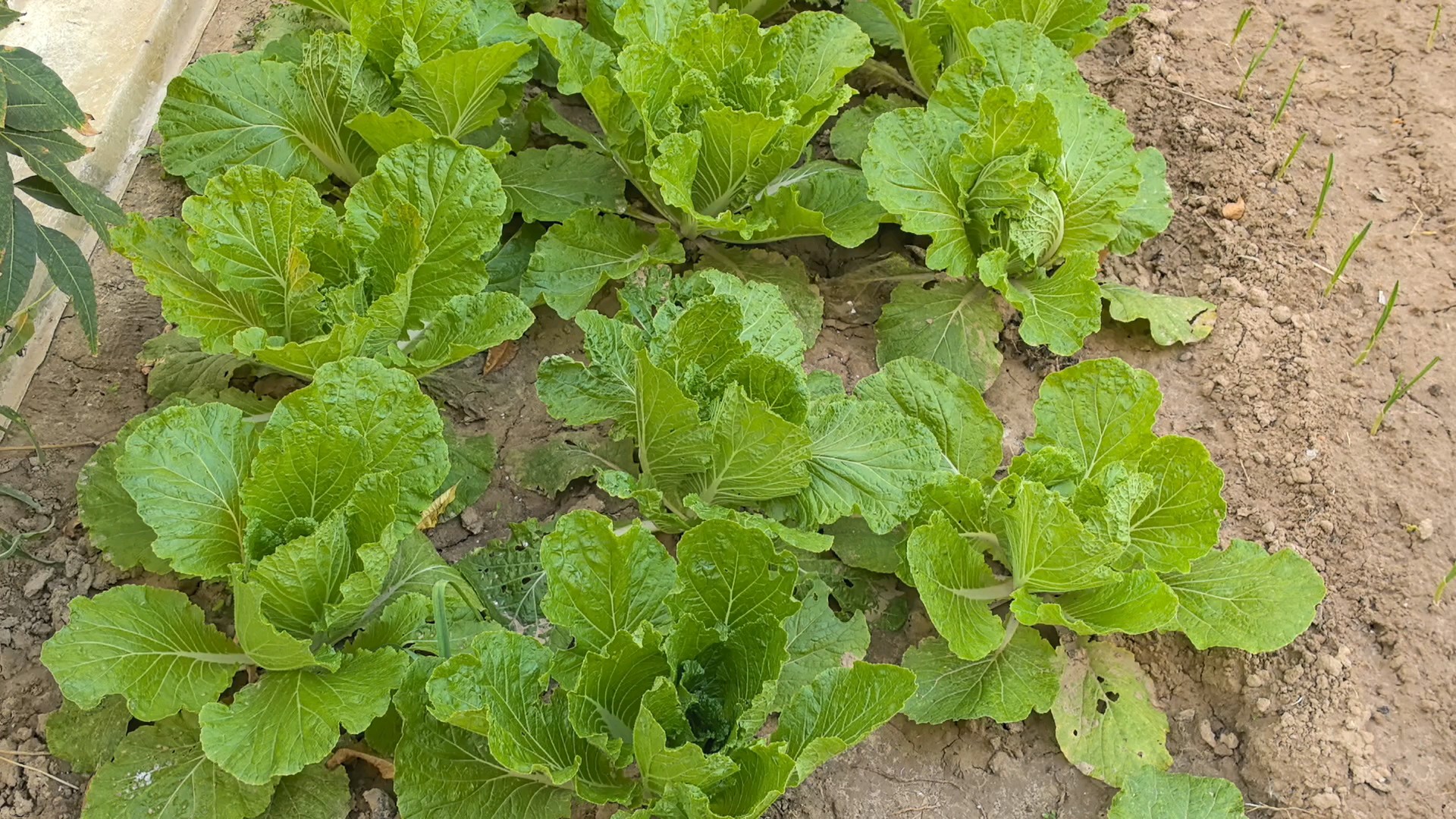 绿油油的小菜园，既有我们辛苦劳动的付出，更有秋日收获的欣喜。