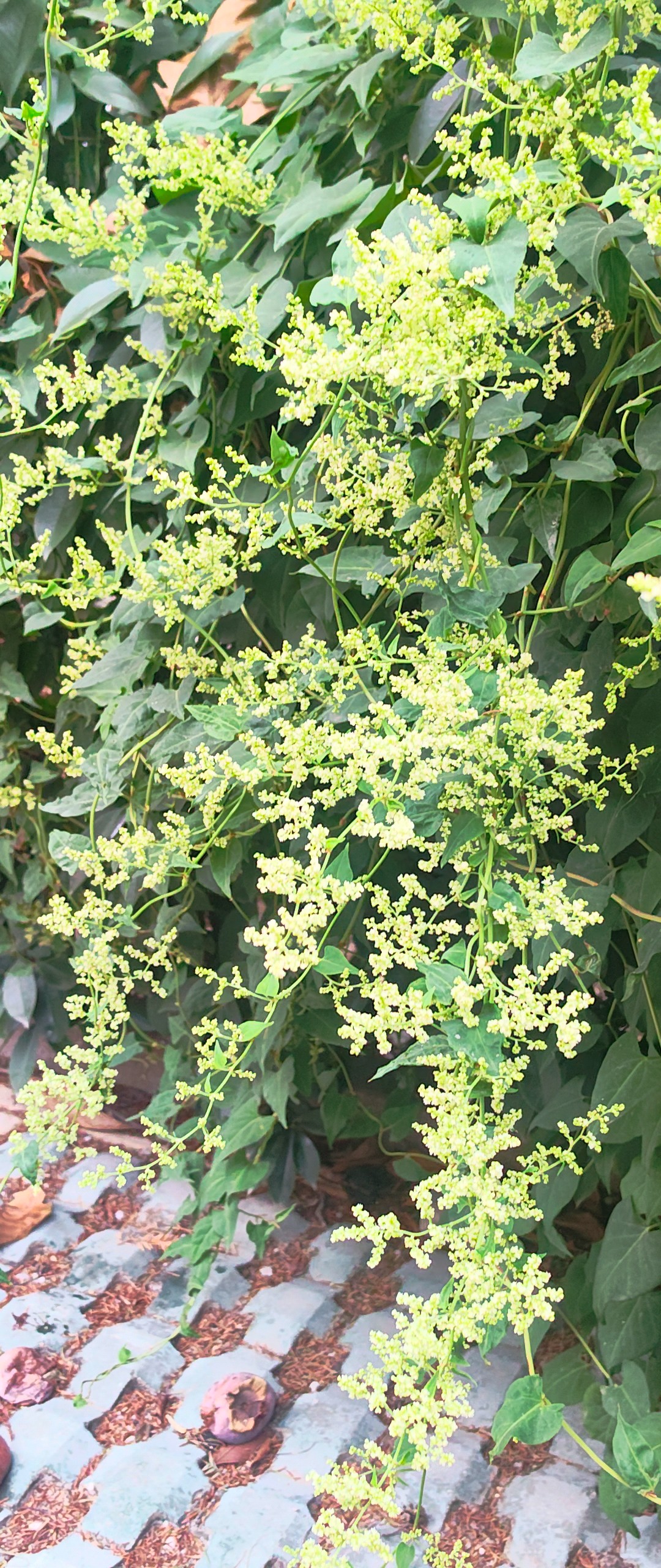 何首乌：叶片，层层叠叠，郁郁葱葱，花朵，细碎如雪，清新优雅。