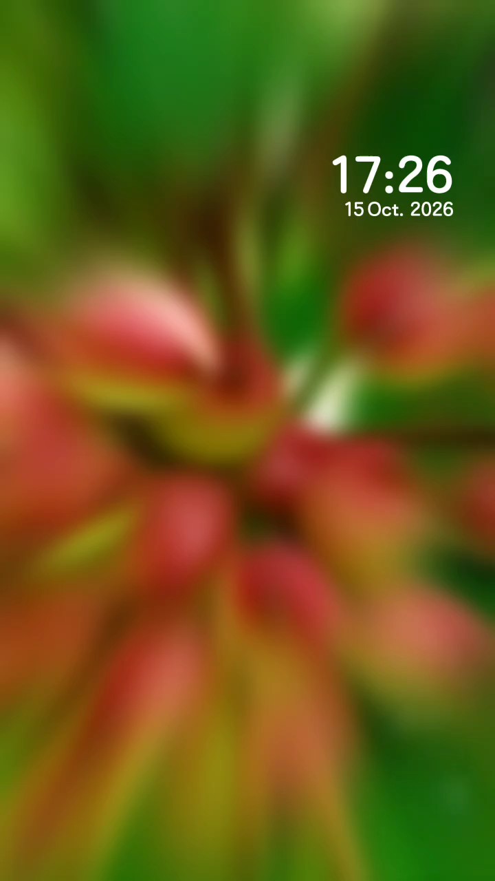 花开是相遇结果是归宿，你见过琼花树上的红果吗