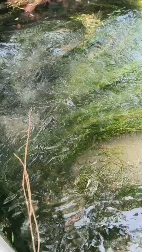 曲水亭的水草四季常青。