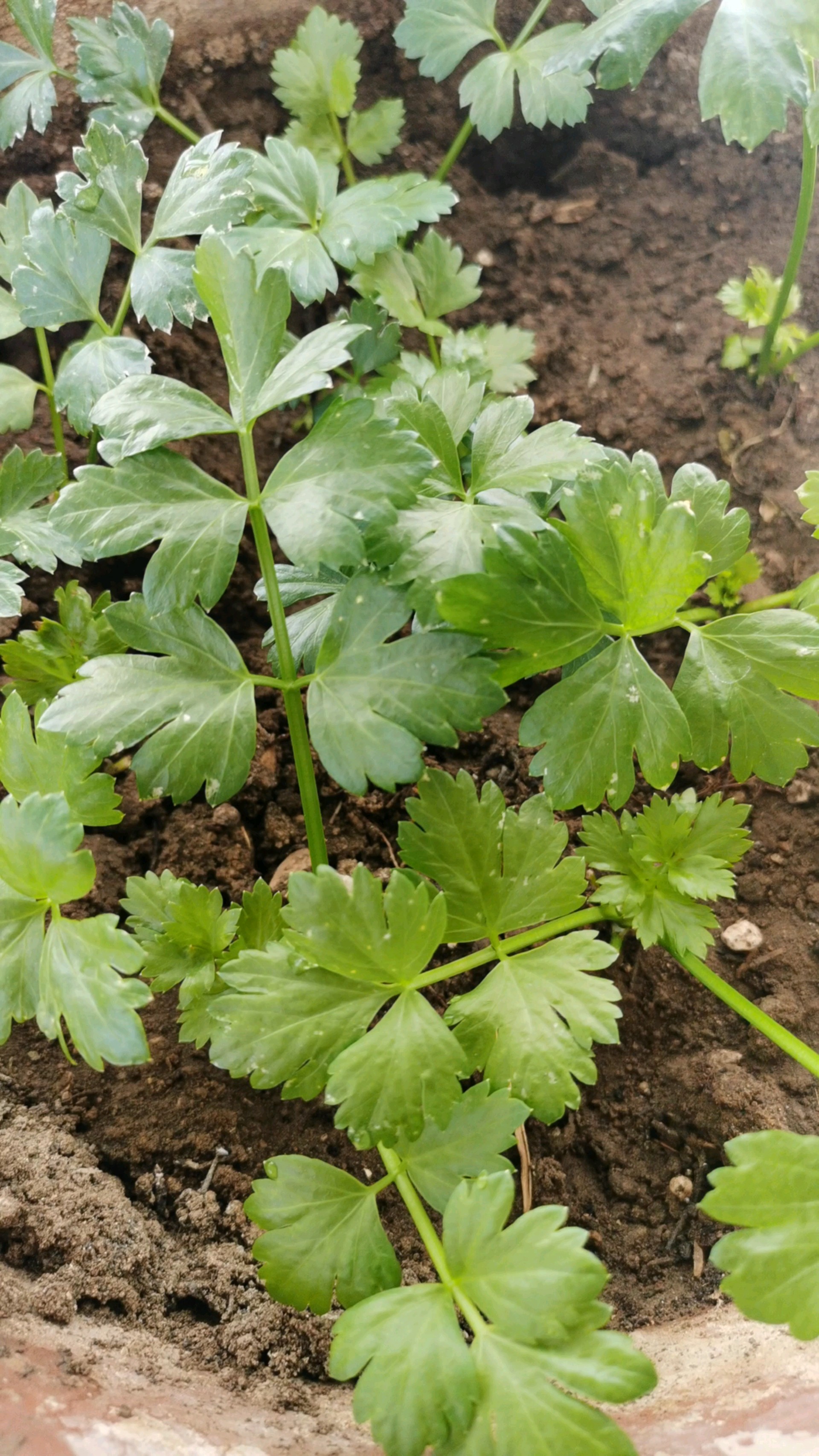 我的小芹菜初见成效