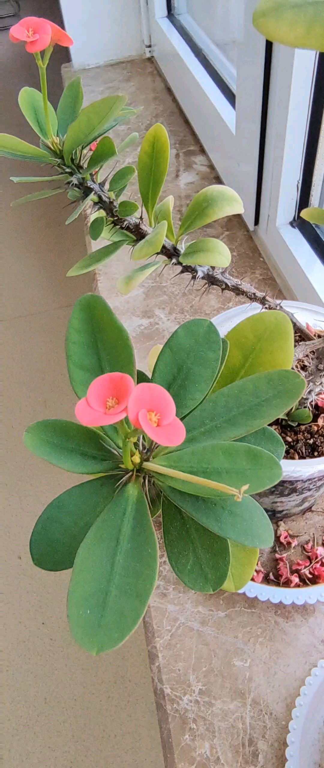 窗口小花开，相伴时光长。