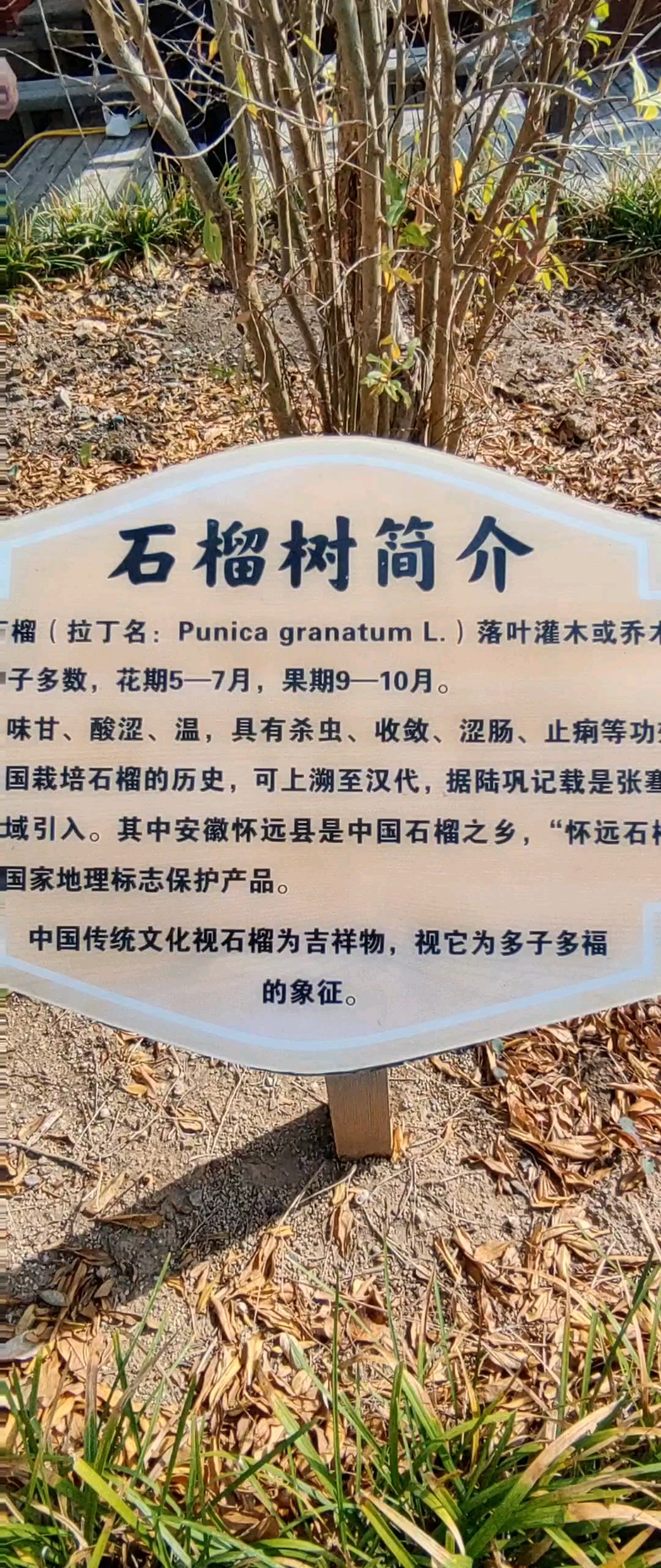 昨晚冷风狂，吹尽树叶黄。