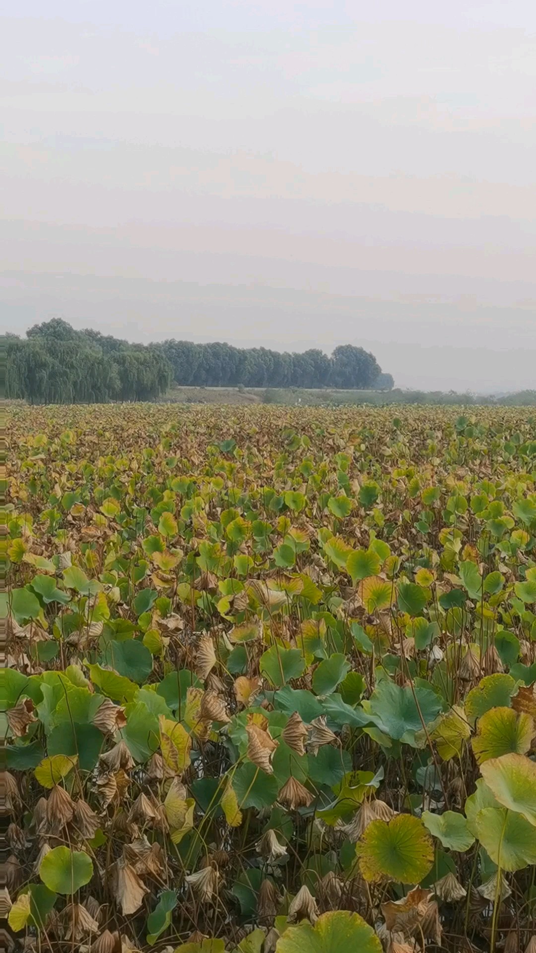 日出鸟儿鸣，枯荷满池塘，这样的美景你们赏到了吗？