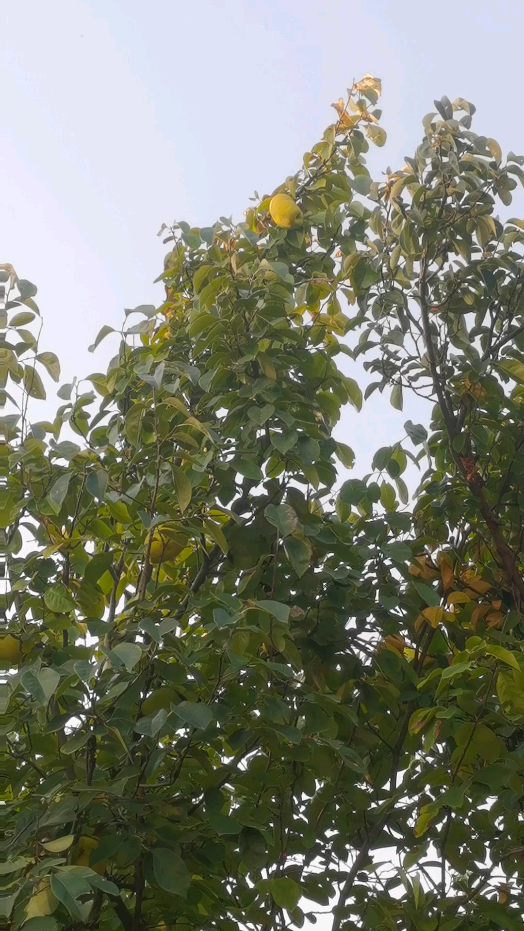 木瓜树和木瓜果，一种天然香料，大自然最美的回声