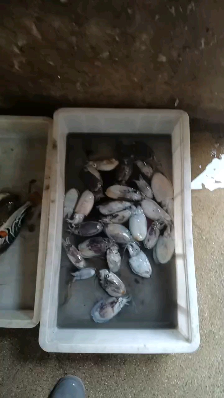 今日渔货鱼类不多但终于见到我的最爱河豚鱼了，美食宴可以开张了