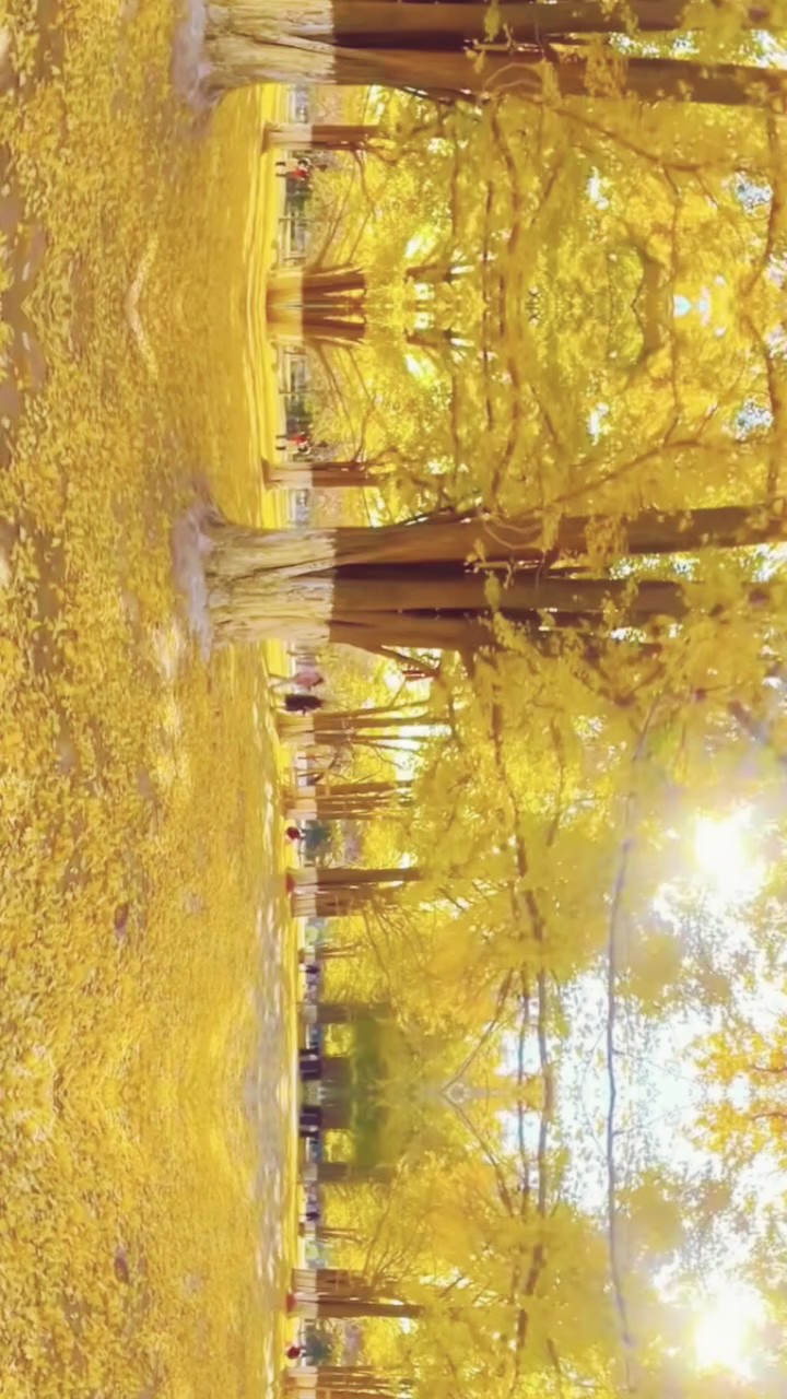 一季银杏黄，把秋天揉成了满地金黄