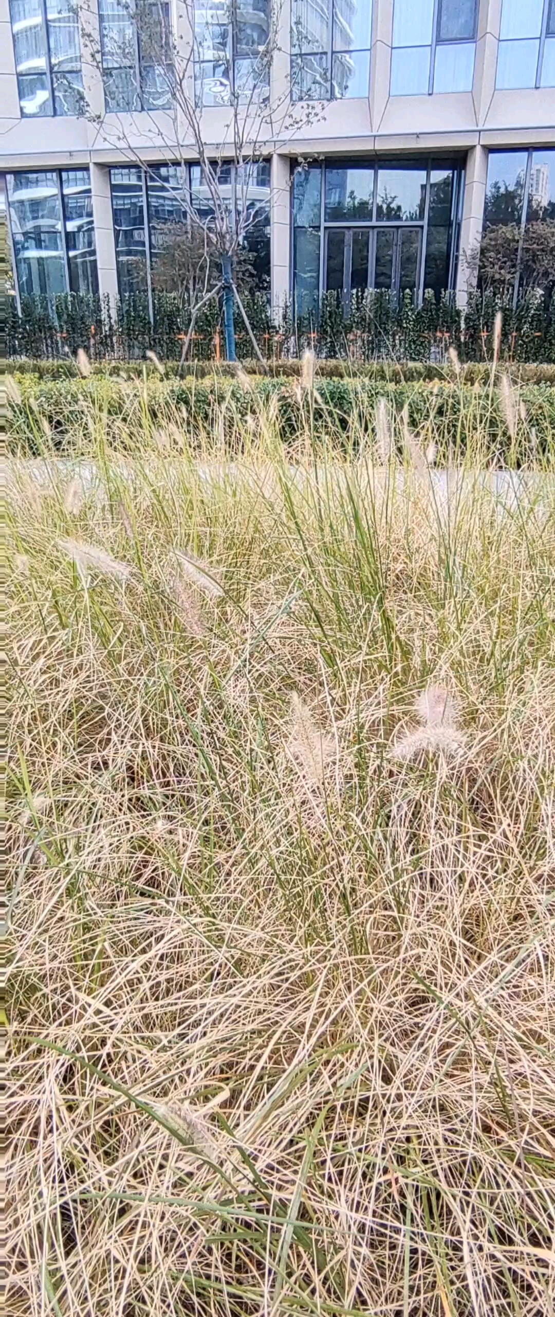 秋色荡漾中央商务区。