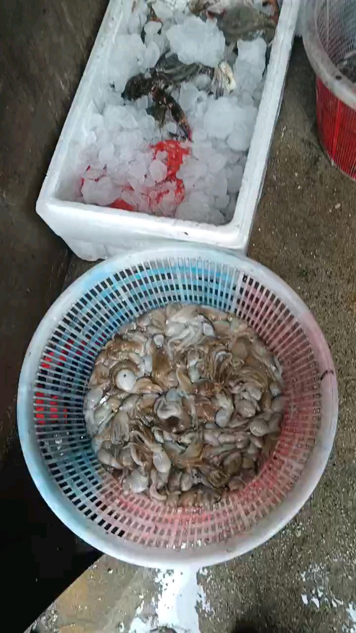今日渔货，因大风下午归港的渔船上午全部回港，渔货不多价格见长