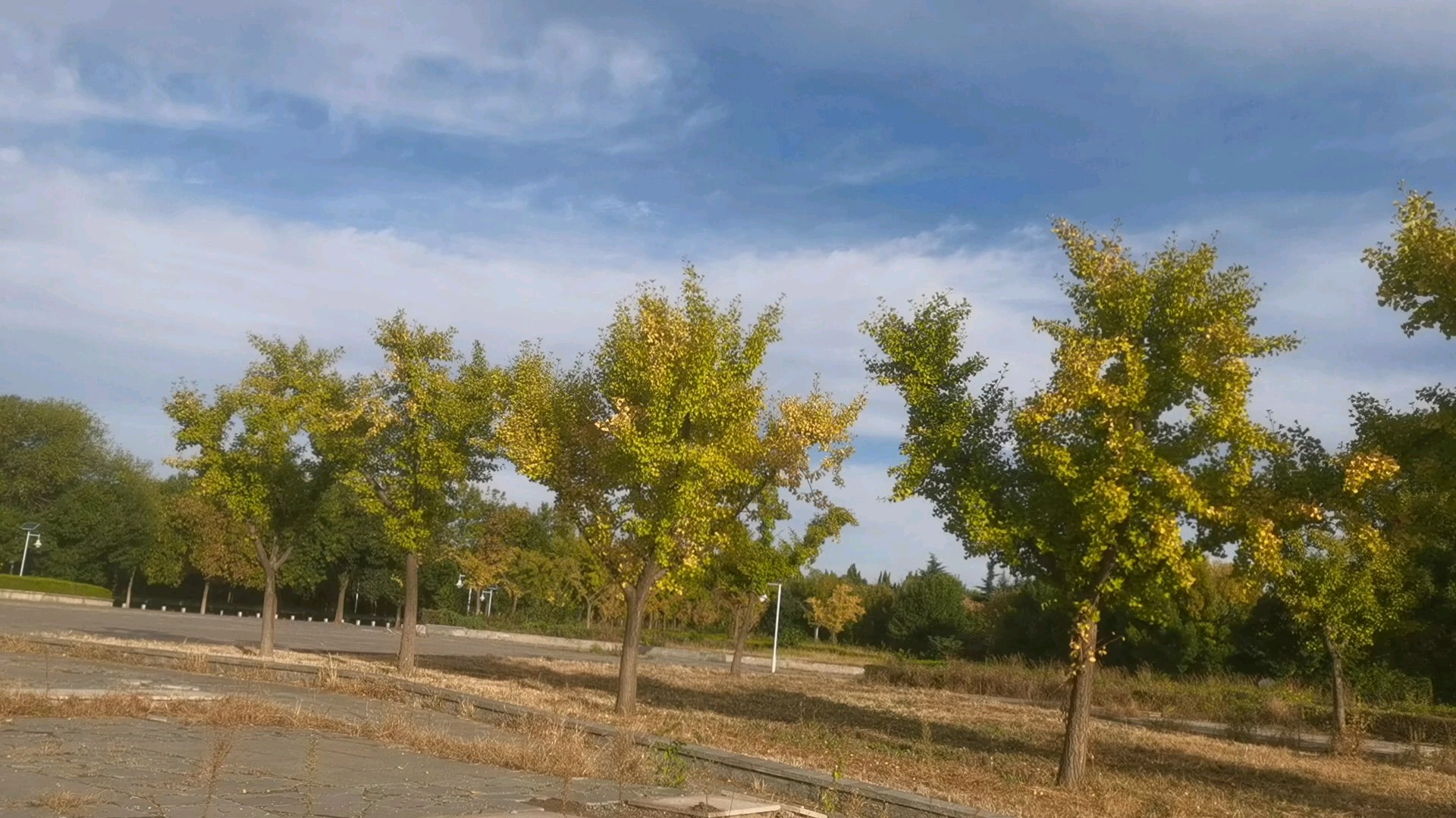 银杏树，点缀了醉人的秋天！