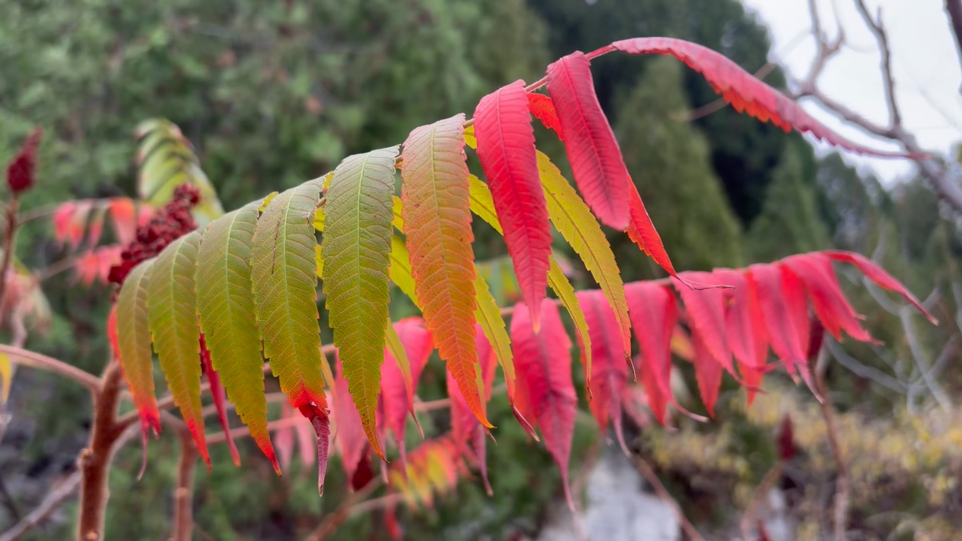 霜叶红于二月花