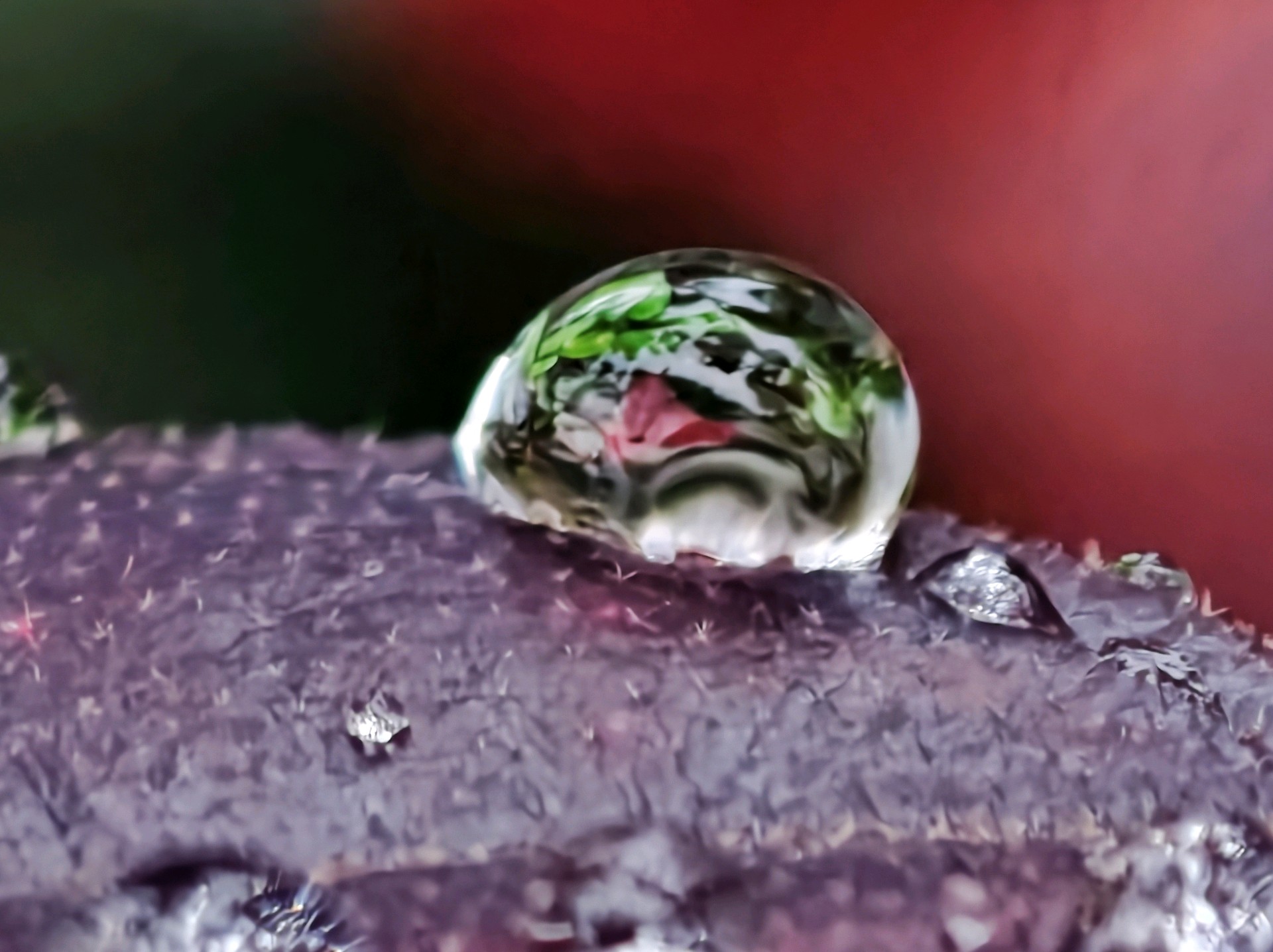 

晶莹透亮小雨滴容纳万千景致（高军摄影）