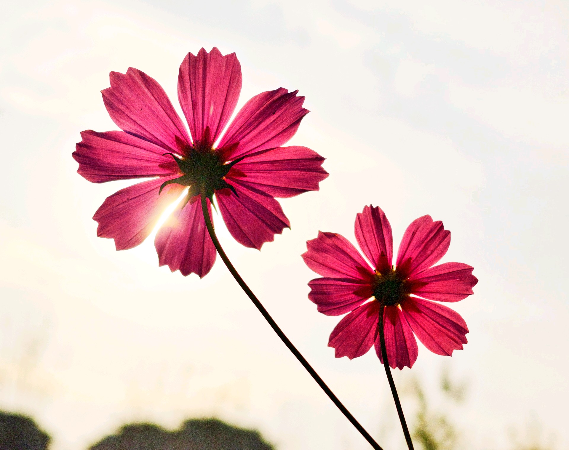 

格桑花深秋时节仍在悄然绽放（高军摄影）