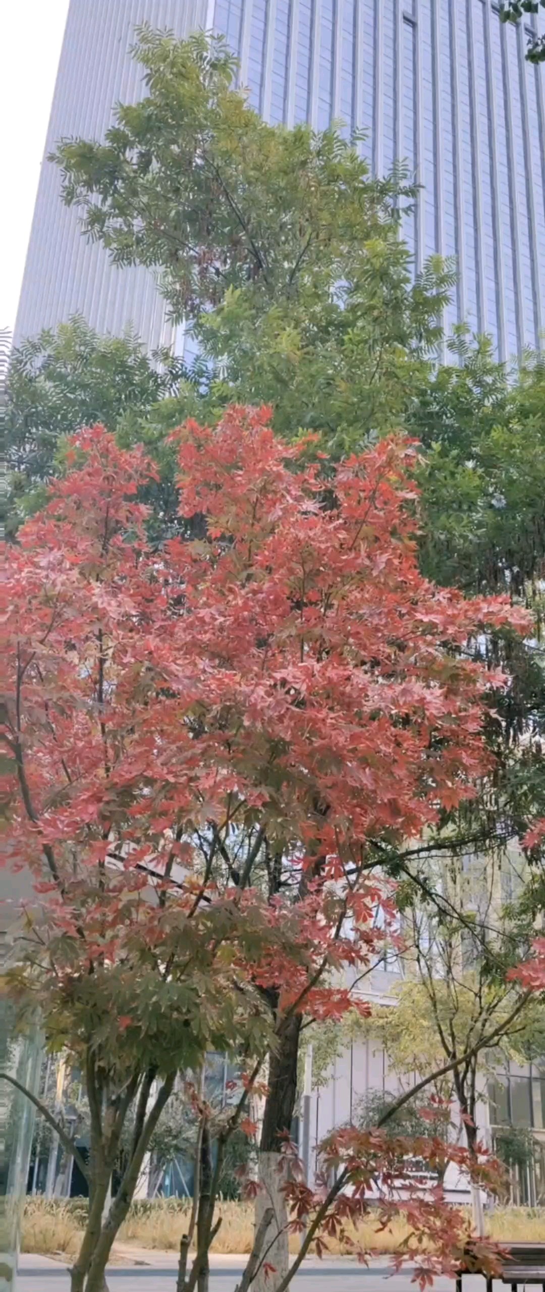 红枫如炬。