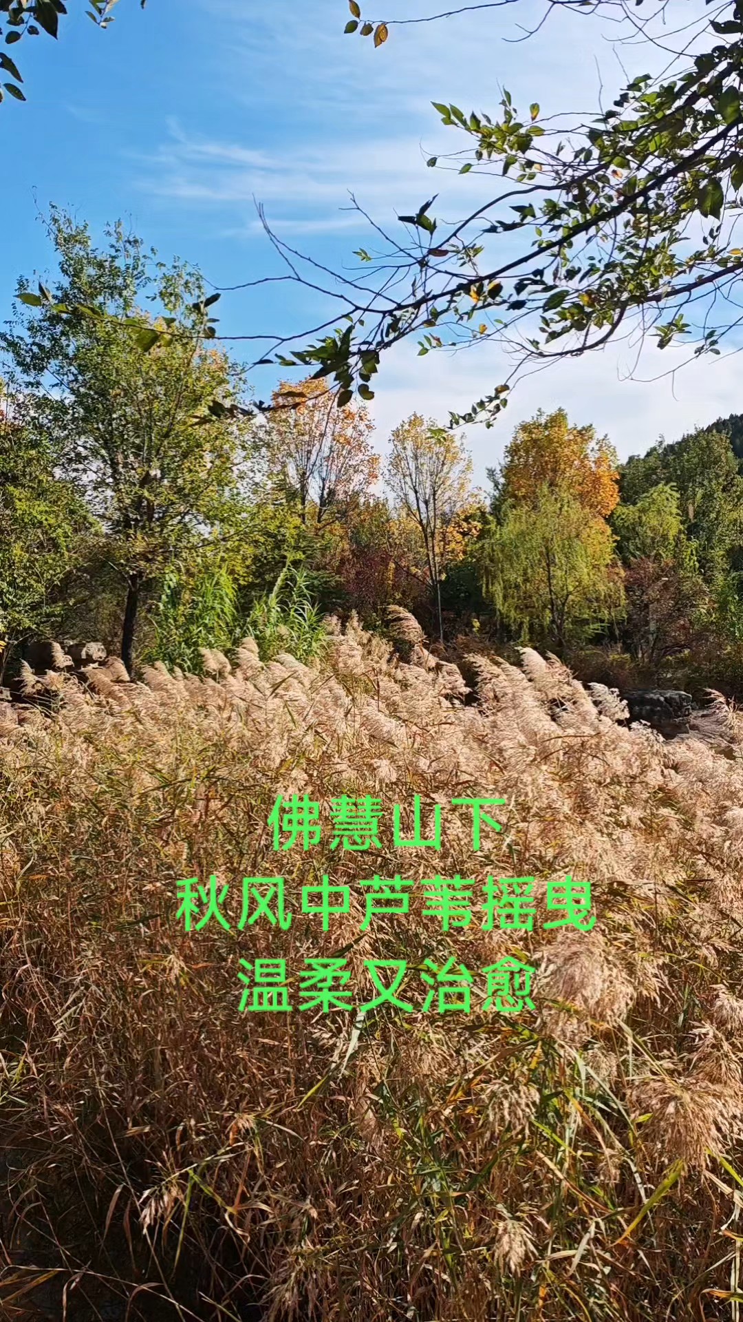 佛慧山下私藏景致，深秋湖畔芦苇随风摇曳，温柔又治愈！