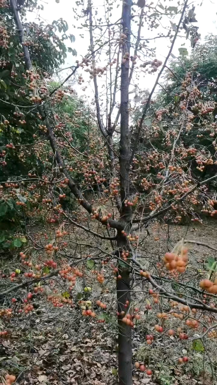 果子挂满小山腰，好听的歌，果子可不能吃哟，因为这是小海糖果。