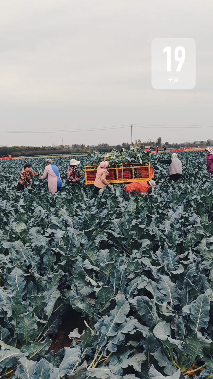 蔬菜收获季，菜农不着急遥控运输车省时省力气农民皆欢喜