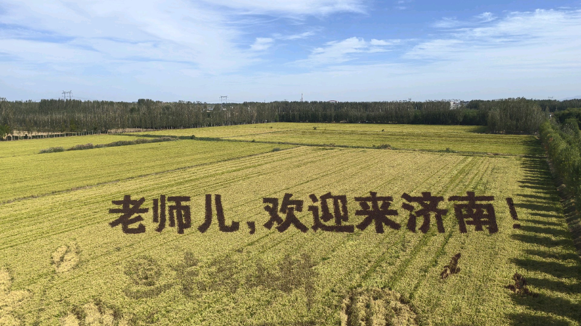 苌庄稻田画|老师，欢迎来济南，马稻成功