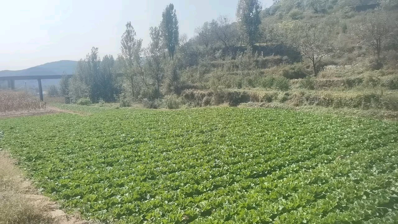 沾着泥土的新鲜蔬菜，藏着章丘南部山区农民的勤劳与期盼。