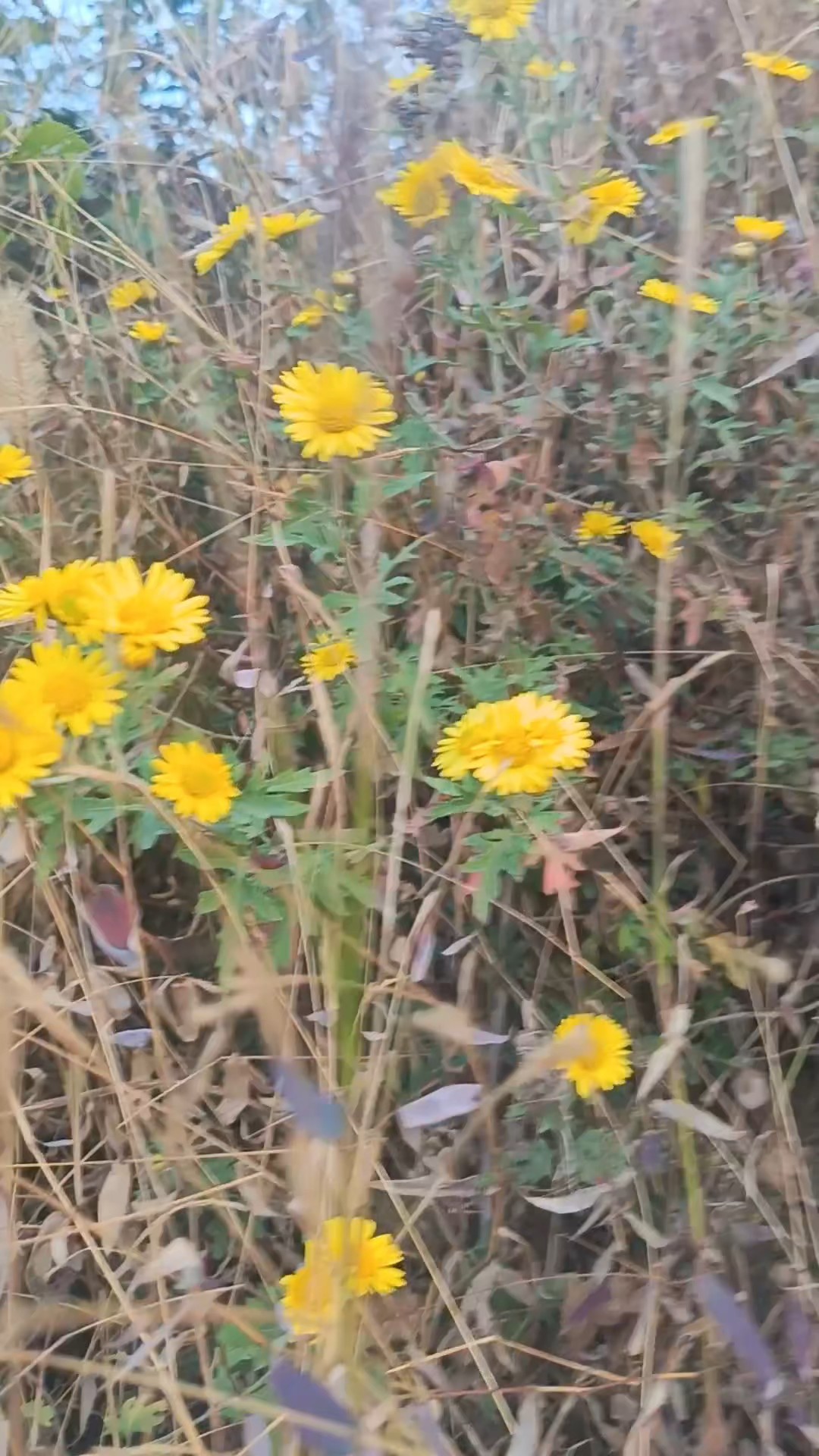 枯草里的野菊花