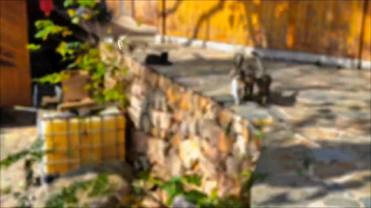 猫咪是一种令人喜爱的动物，聪明伶俐老少皆宜还招财，一直收养它