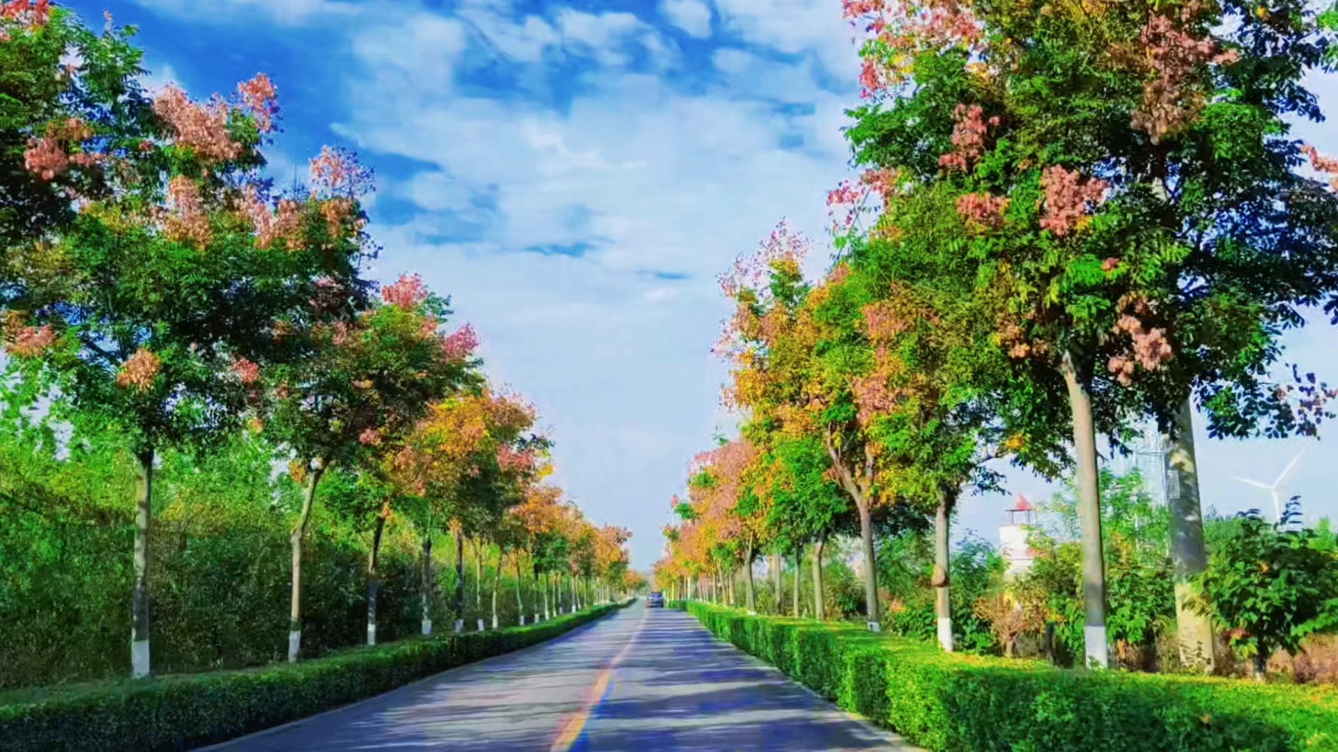 秋日大路风光
～拍摄于龙口公路上