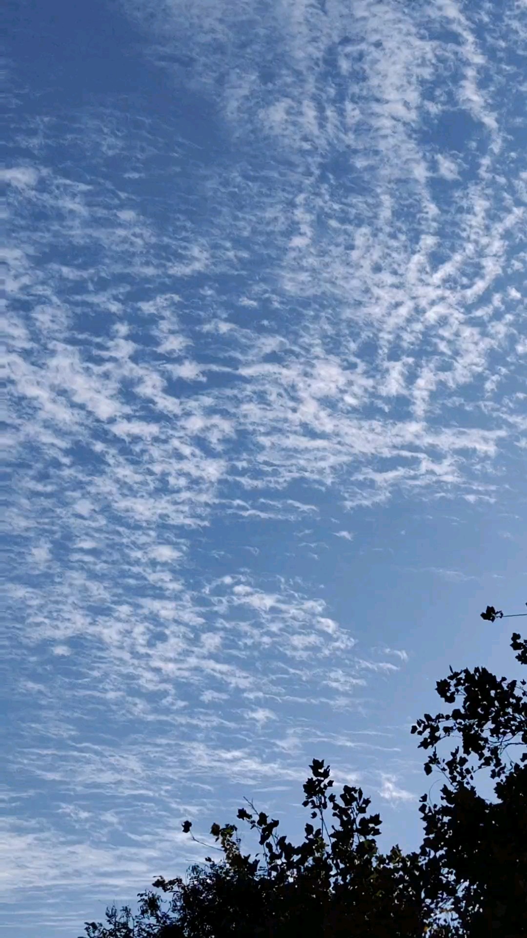 今天早上，白云点点，
点缀蓝天，格外好看。