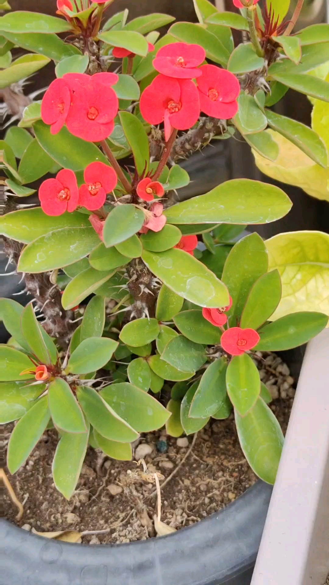 深秋凉台上，虎刺梅正旺，
白菜添新绿，粉花做伴娘。