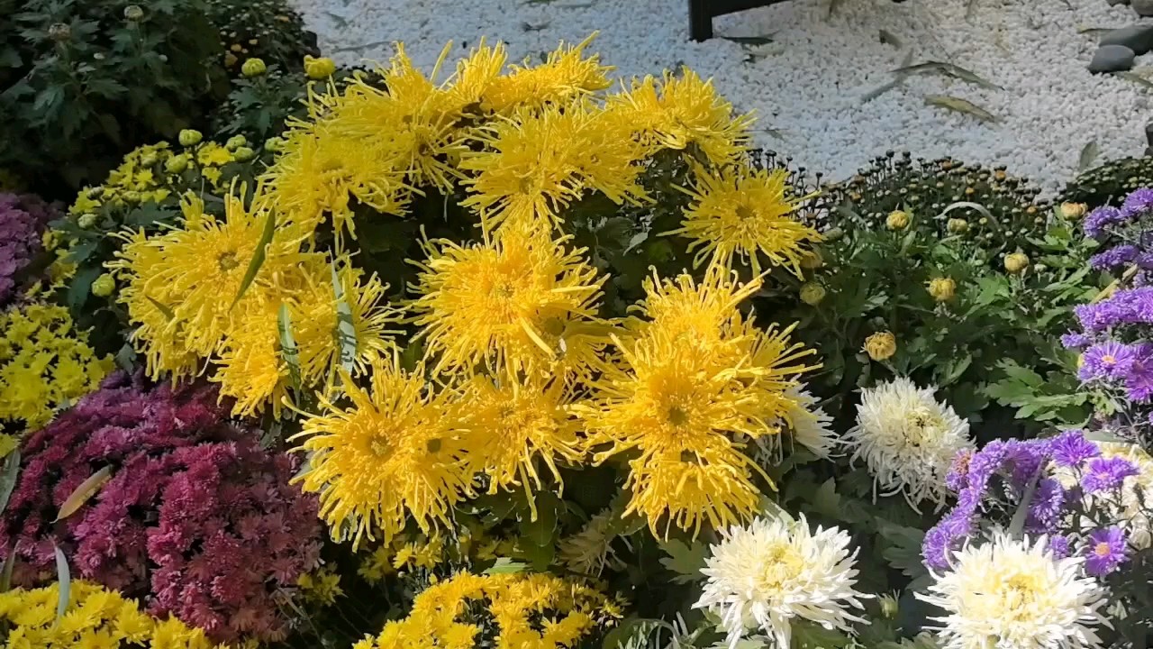 趵突泉秋季菊展是保留节目，品种多、造型精，和泉景相映成趣！