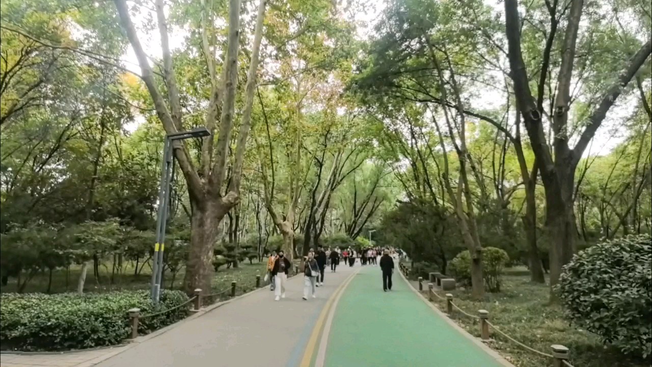 森林公园这条“生态大道”，是因为它完全融入了公园的森林环境！