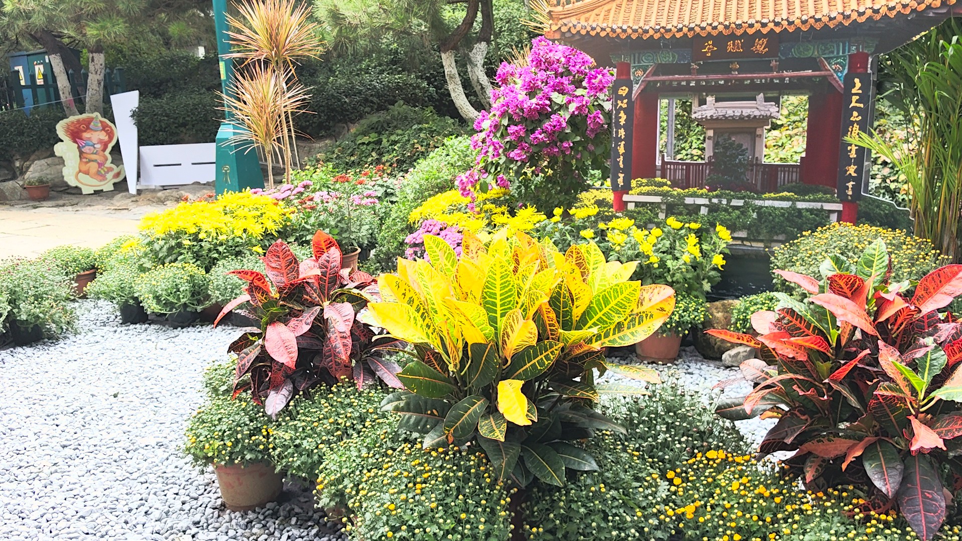 趵突泉观菊花